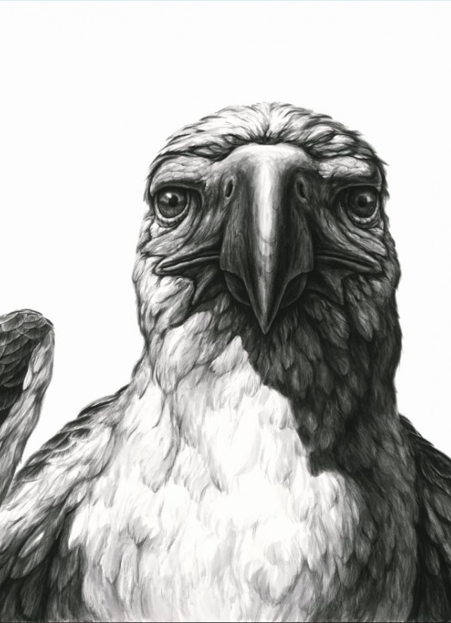 Illustration of ice age bird, the teratorn.