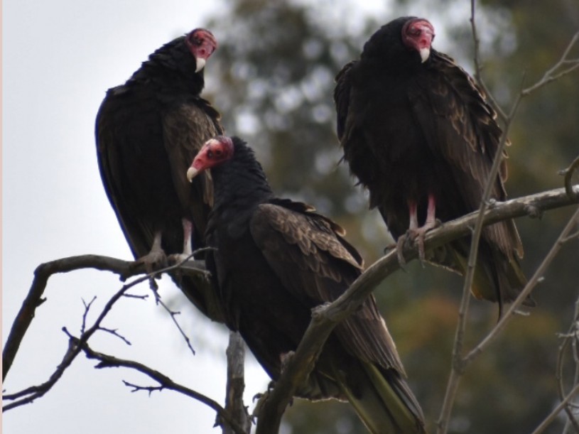 3 Turkey Vultures perched in a tree