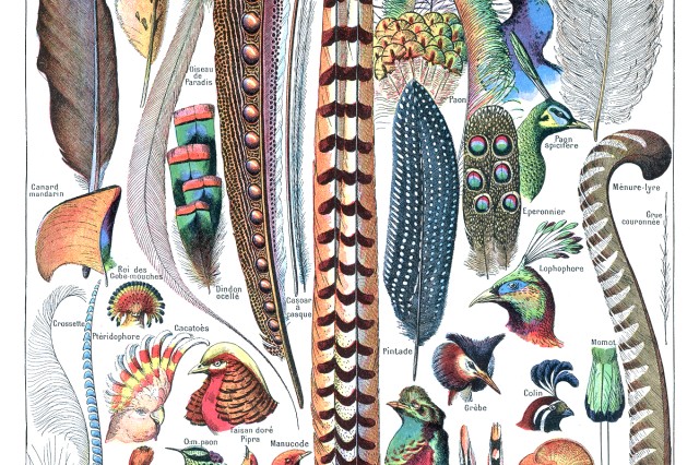 Vintage illustration of various feathers and specimen skins of birds