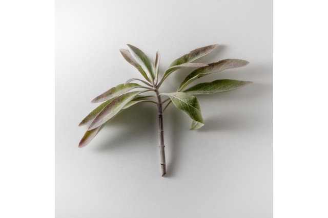 white sage pleistocene garden flora plants