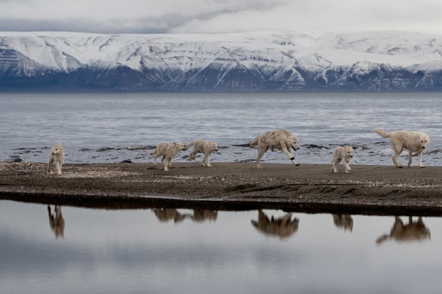 Wolves and wolf pups walking along a sand bar in the middle of water with mountains in the background