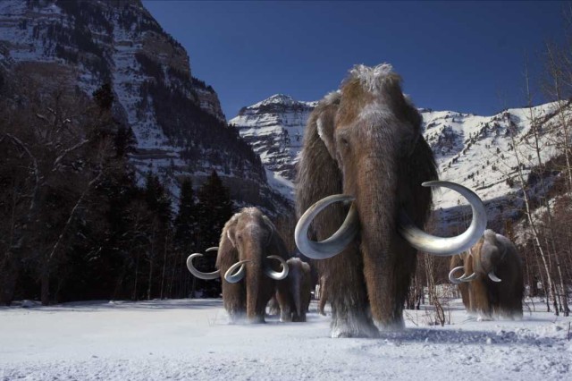 Three mammoths walking towards the camera with snowy mountains behind them