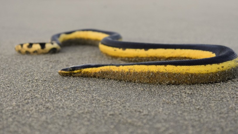 Yellow-bellied sea snake