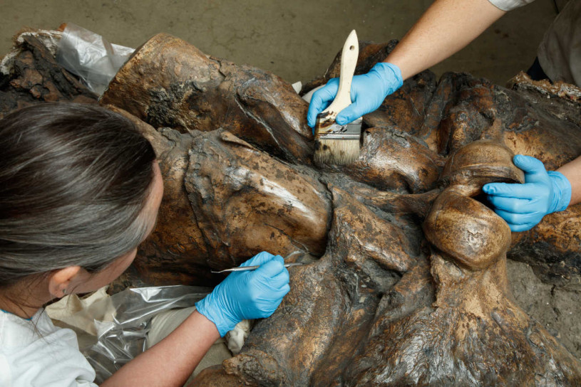 Columbian Mammoth, Zed's, Skull