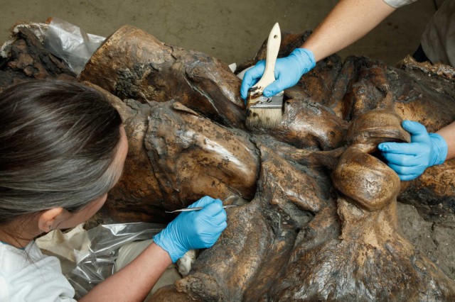 Columbian Mammoth, Zed's, Skull