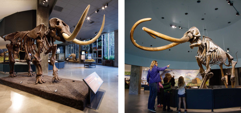 American mastodon cast paired with a Columbian mammoth skeleton at La Brea Tar Pits museum
