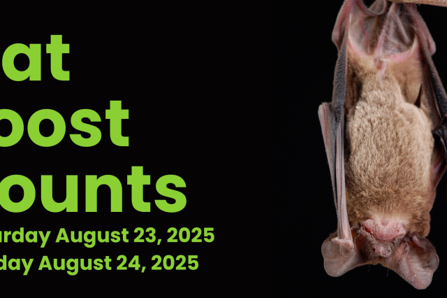 Bat Roost Count 2025