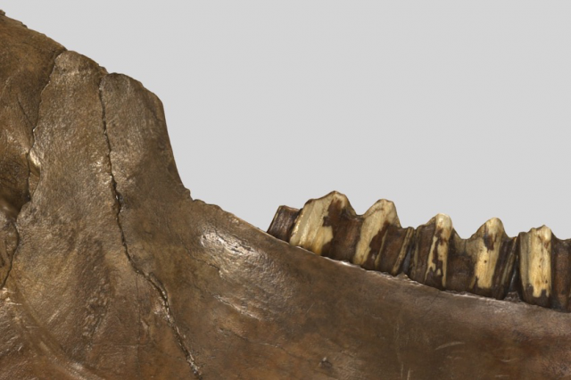 Bison Teeth 3D Model Close Up for Header Image