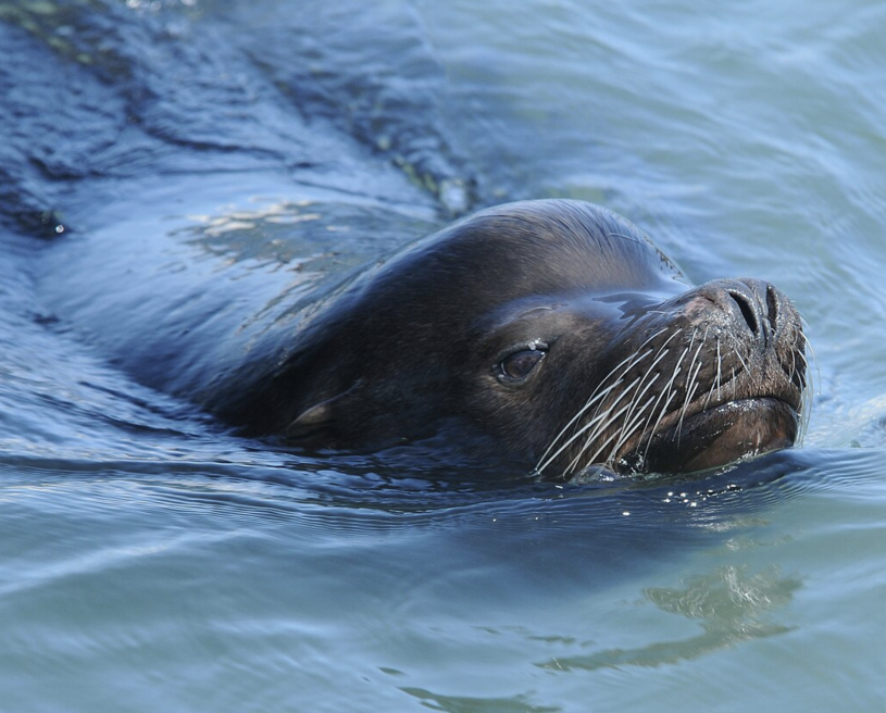 California sea lion