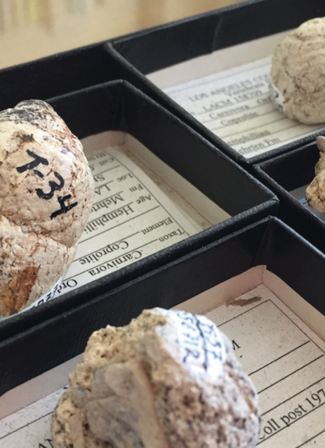  A few of the six-million-year-old coprolites (fossilized feces) of extinct bone-crushing dogs; the one on the right has visible bits of bone sticking out. (Ouch.)