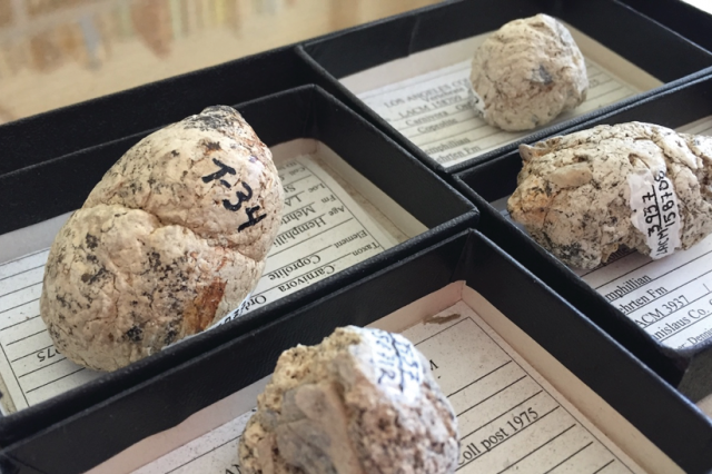  A few of the six-million-year-old coprolites (fossilized feces) of extinct bone-crushing dogs; the one on the right has visible bits of bone sticking out. (Ouch.)