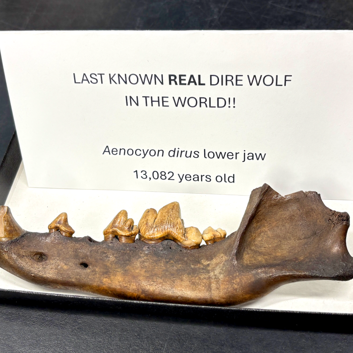The lower jaw of a dire wolf from La Brea Tar PIts resting on a piece of paper with the words "Last known real dirw wolf in the world!!" Aenocyon dirus lower jaw 13,082 years old' written on it