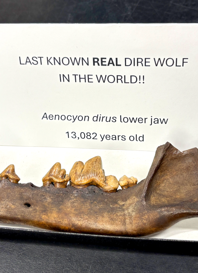 The lower jaw of a dire wolf from La Brea Tar PIts resting on a piece of paper with the words "Last known real dirw wolf in the world!!" Aenocyon dirus lower jaw 13,082 years old' written on it