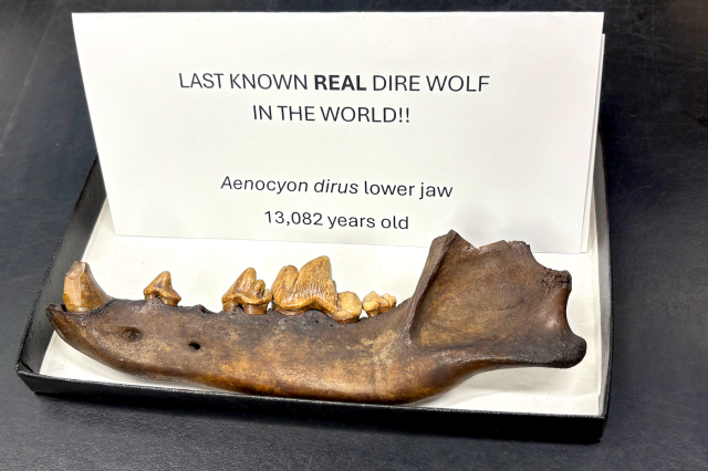 The lower jaw of a dire wolf from La Brea Tar PIts resting on a piece of paper with the words "Last known real dirw wolf in the world!!" Aenocyon dirus lower jaw 13,082 years old' written on it