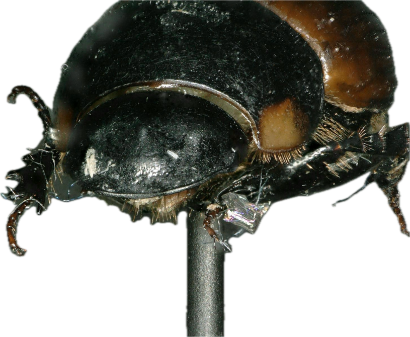 dung beetle specimen collected from bison herd at Hart Park