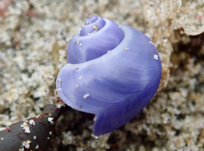 Elongated Violet Snail (Janthina umbilicata) 