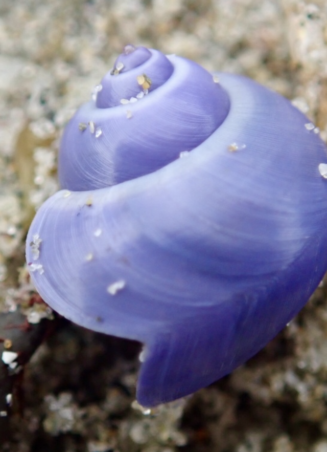 Elongated Violet Snail (Janthina umbilicata) 