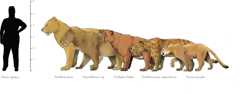 Five Big Cats at La Brea