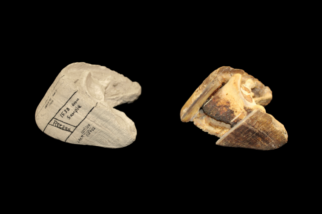 Fossilized Hoof of horse from Gypsum Cave with Cast Showing Sample Taken side by side