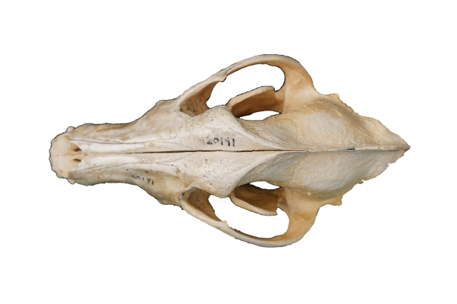 Gray Wolf Skull