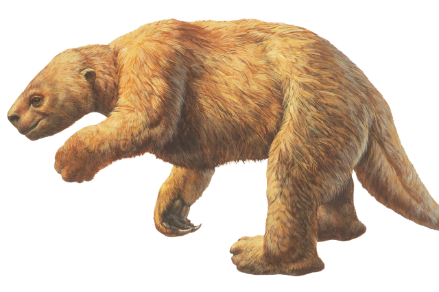 Harlan's ground sloth illustration
