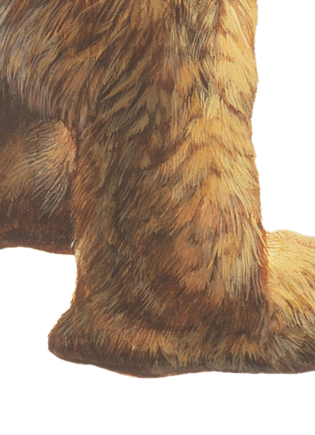 Feet and tail from Harlan's ground sloth illustration