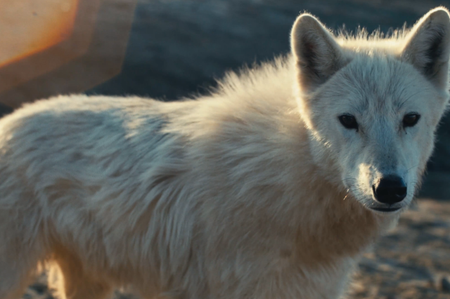White wold pup facing the camera with sun shining around it