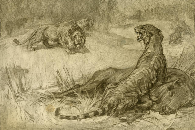 'Saber-toothed tiger' defends its bison meal from an American lion in this early pencil drawing