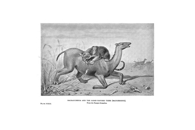 Macruchenia patagonia, Miocene to Pleistocene, attacked by Smilodon populator, Pliocene to Pleistocene. Macrauchenia and the sabre-toothed tiger, Machaerodus. From the Pampas formation.