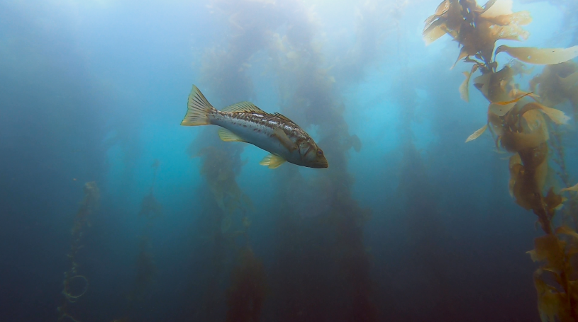 Kelp Bass