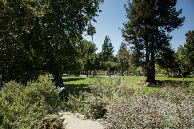 Path with plants with purple flowers on either side and leafy green trees in the background