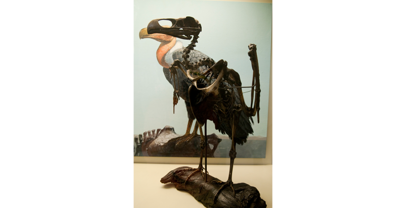 A fossil reconstruction of a teratorn standing up on display at La Brea Tar Pits