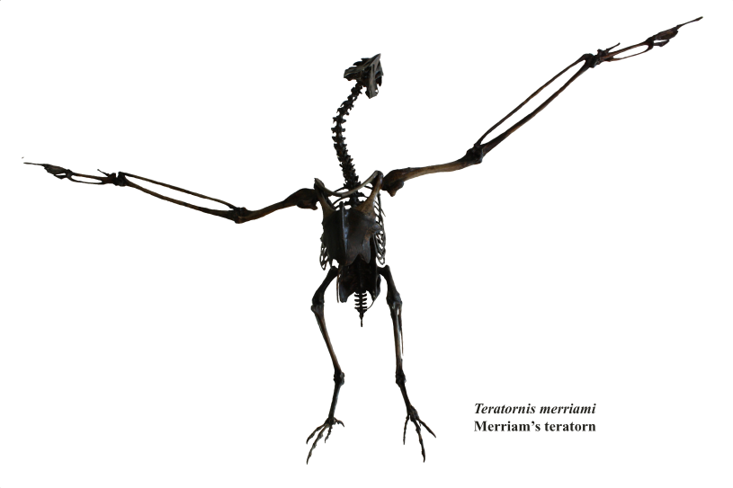 A fossil reconstruction of a teratorn displaying its long wingspan