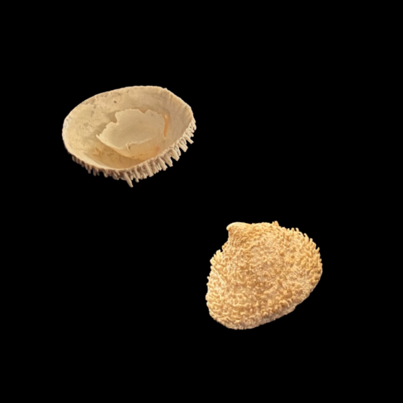 An anterior and posterior view of a bone-white Cup-and-saucer snail shell.